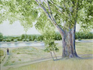 Pappeln entlang des Rheins